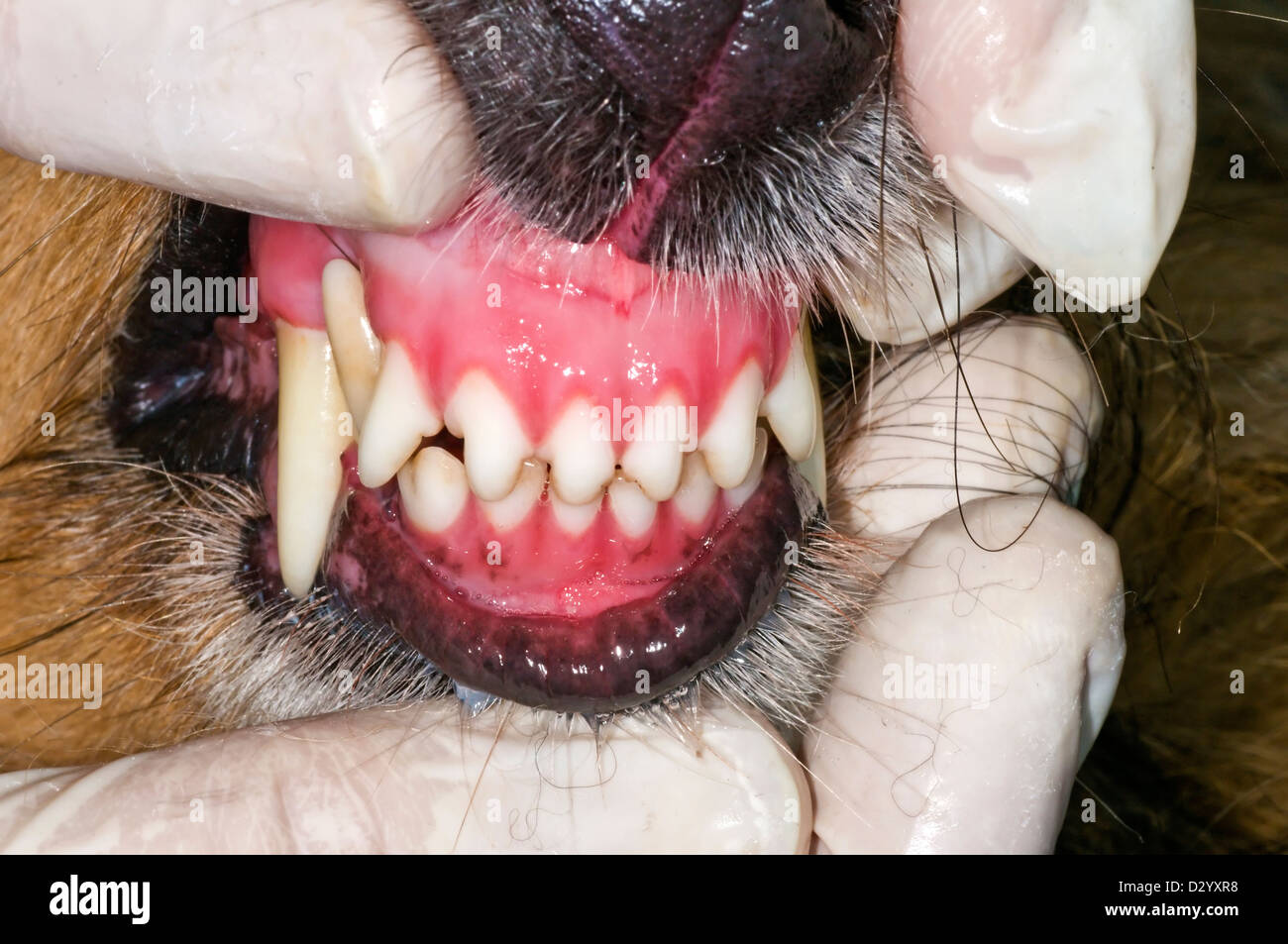 dog teeth examination Stock Photo Alamy