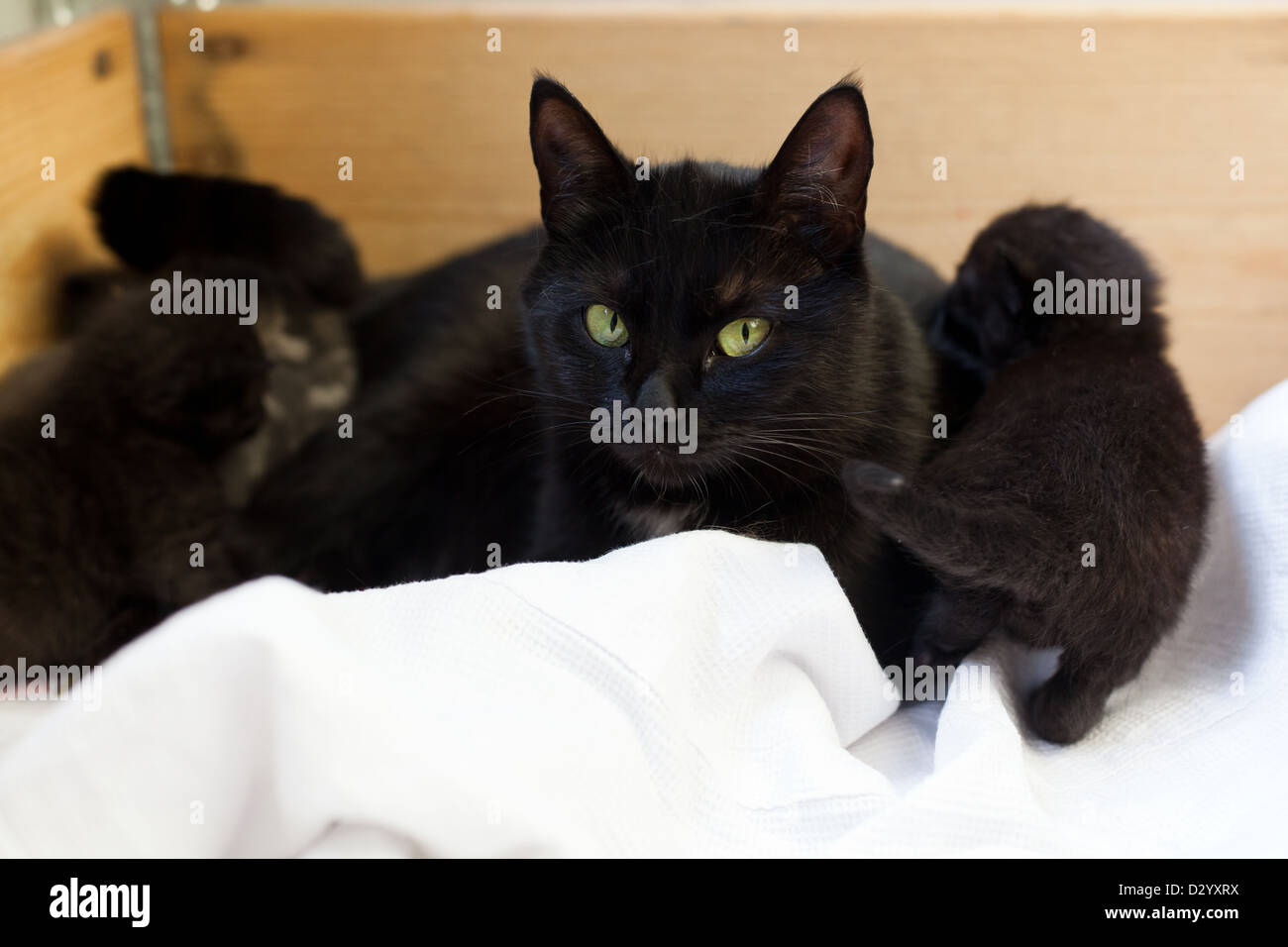 black cat with her kittens Stock Photo