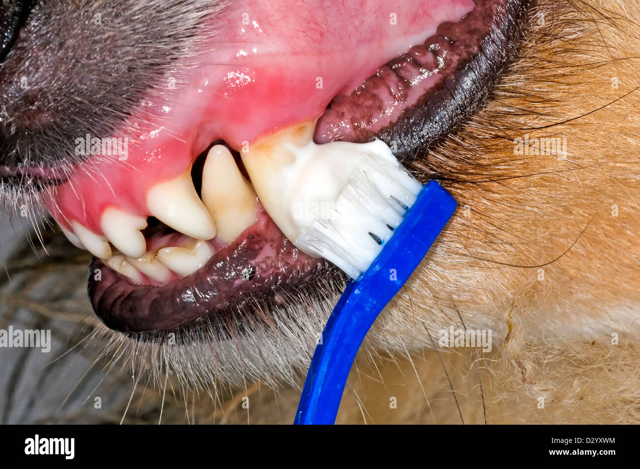 cleaning dog teeth with a toothbrush Stock Photo Alamy