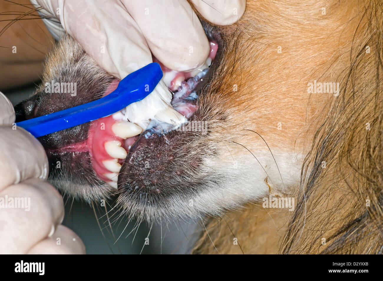 cleaning dog teeth with a tooth-brush Stock Photo