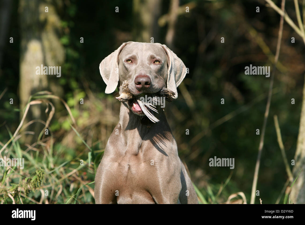 dog Weimaraner shorthair / portrait with a partridge in mouth Stock Photo