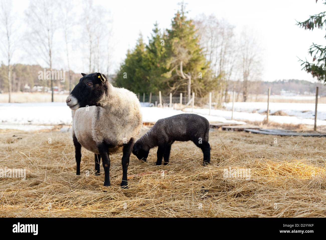 Suffolk sheep and her lamb Stock Photo