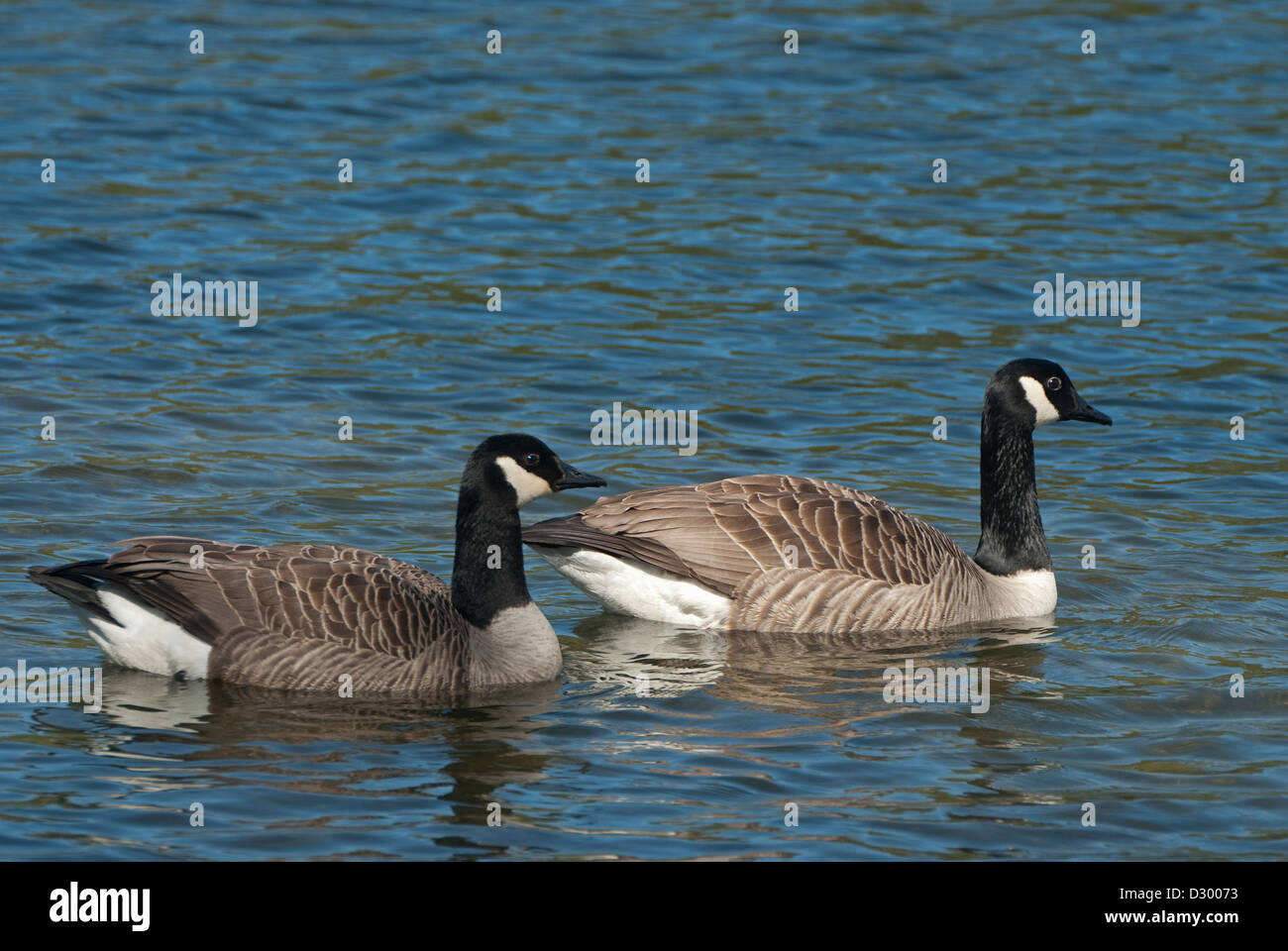 Pair of Canada Geese swimming on open water Stock Photo