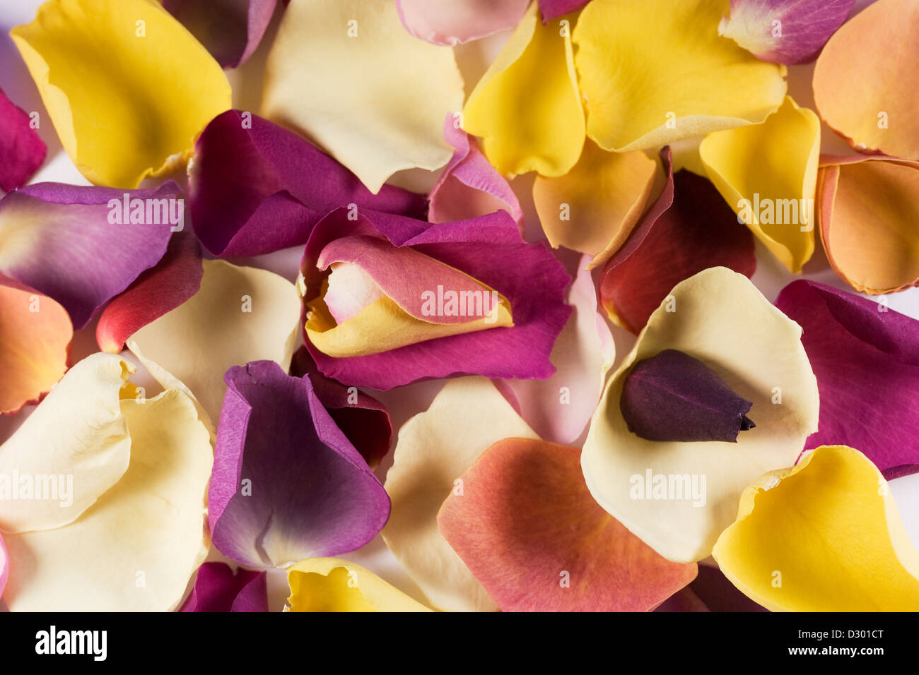 Multicoloured rose petal pattern. Stock Photo