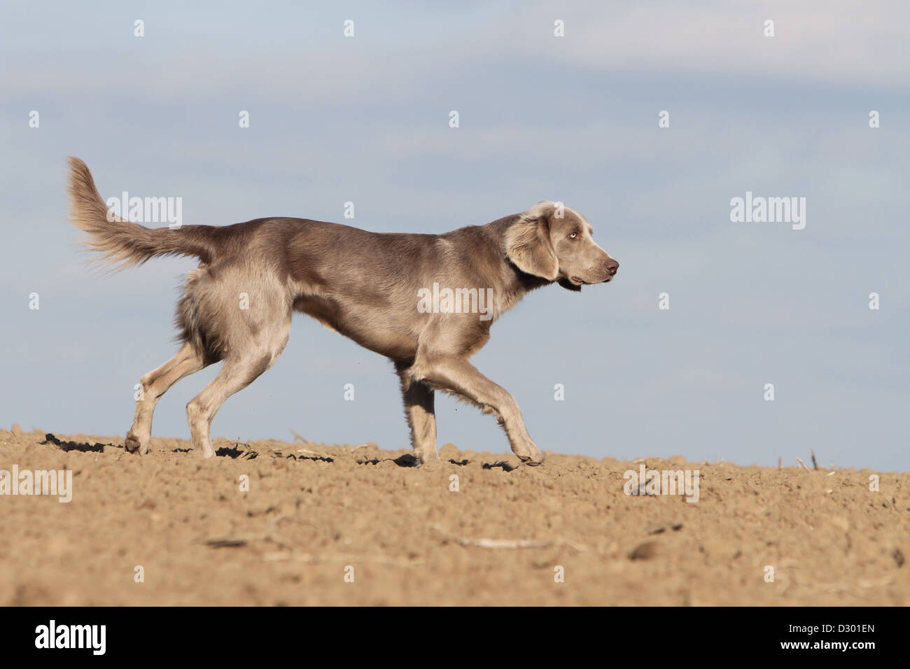 dog Weimaraner longhair  /  adult running in a field Stock Photo