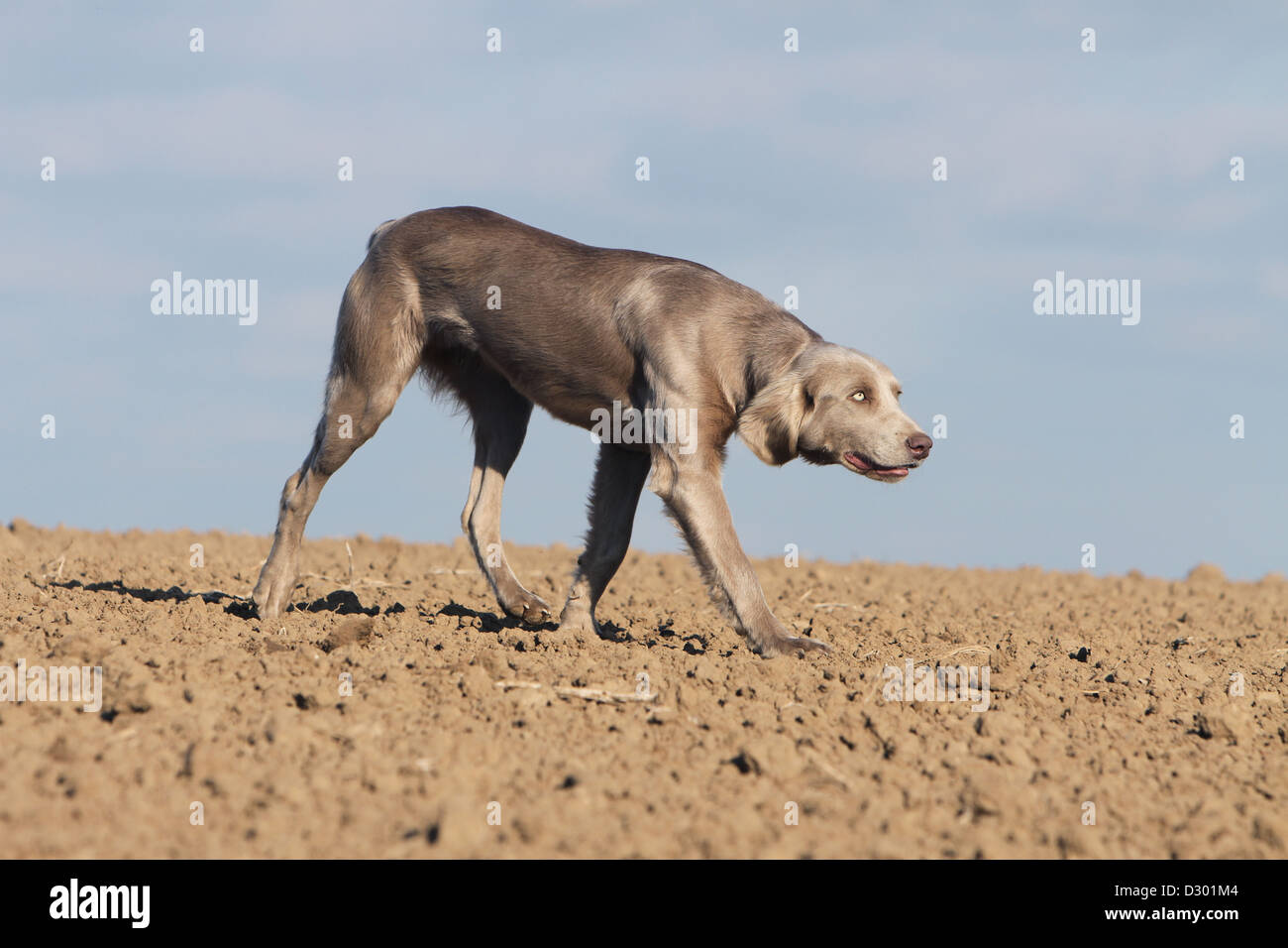 dog Weimaraner longhair  /  adult walking in a field Stock Photo