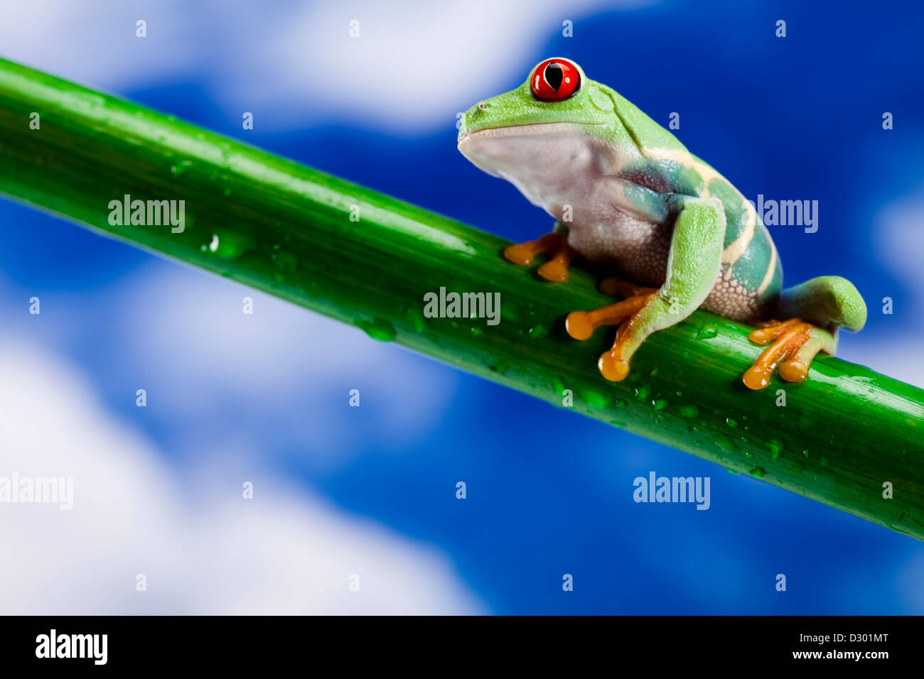 Red eyed tree frog Stock Photo Alamy