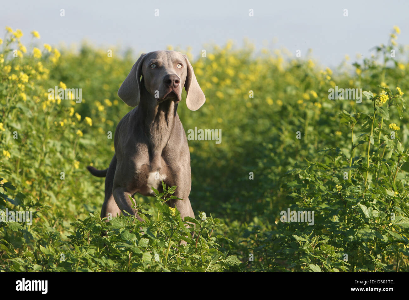 dog Weimaraner shorthair  /  adult standing in a field Stock Photo