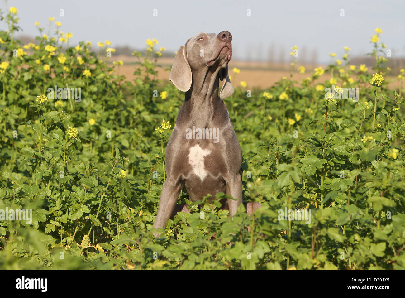 dog Weimaraner shorthair  /  adult sitting in a field Stock Photo