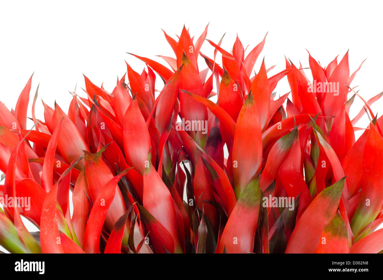 Bromeliad isolated on white background Stock Photo