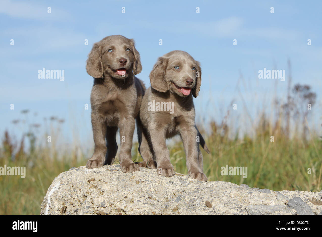 dog Weimaraner longhair / two puppies standing on a rock Stock Photo
