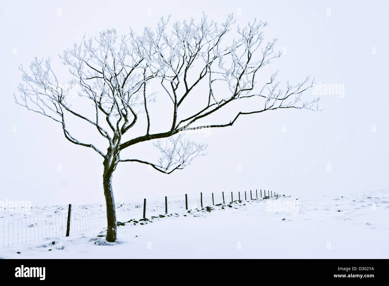 Winter landscape Snow covered tree against a wire fence near Rushup Edge Derbyshire Peak district national park England UK GB Europe Stock Photo