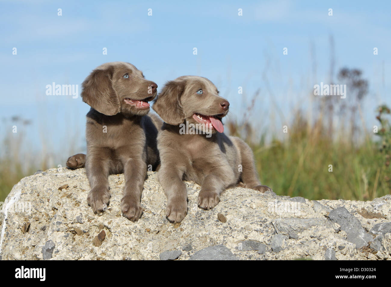 dog Weimaraner longhair / two puppies lying on a rock Stock Photo