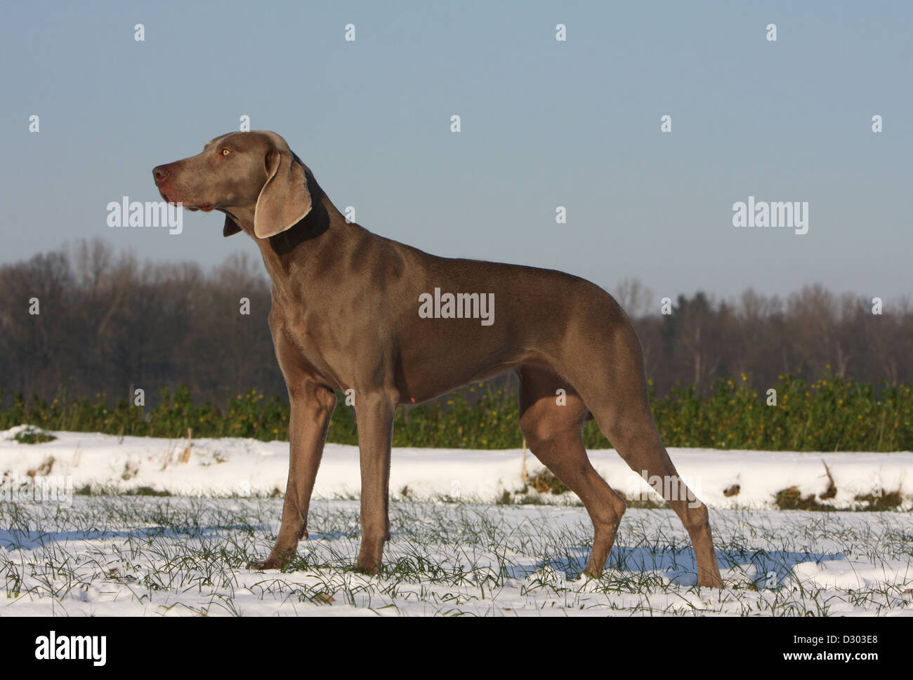 dog Weimaraner shorthair /  adult standing in snow Stock Photo