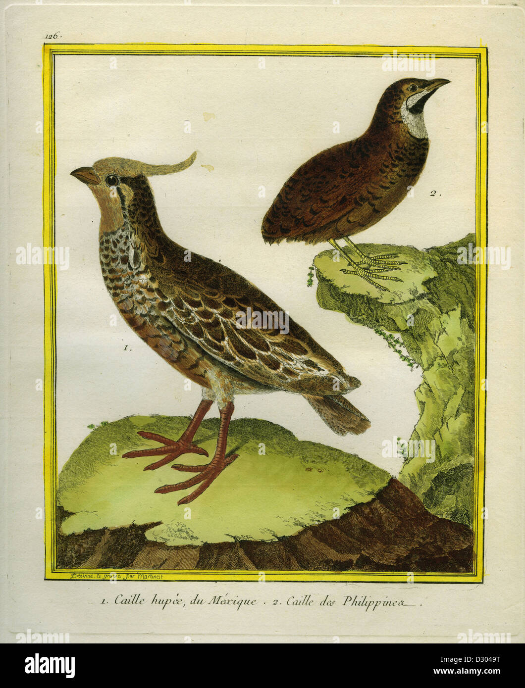 1770 1783 1 mexican crested quail 2 philippines quail hi-res stock
