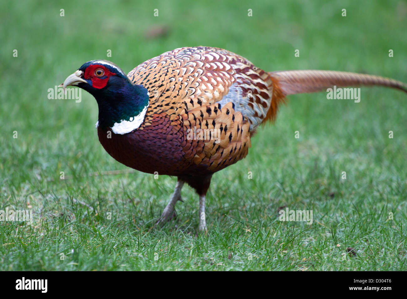 Common pheasant on Lawn in back garden Stock Photo