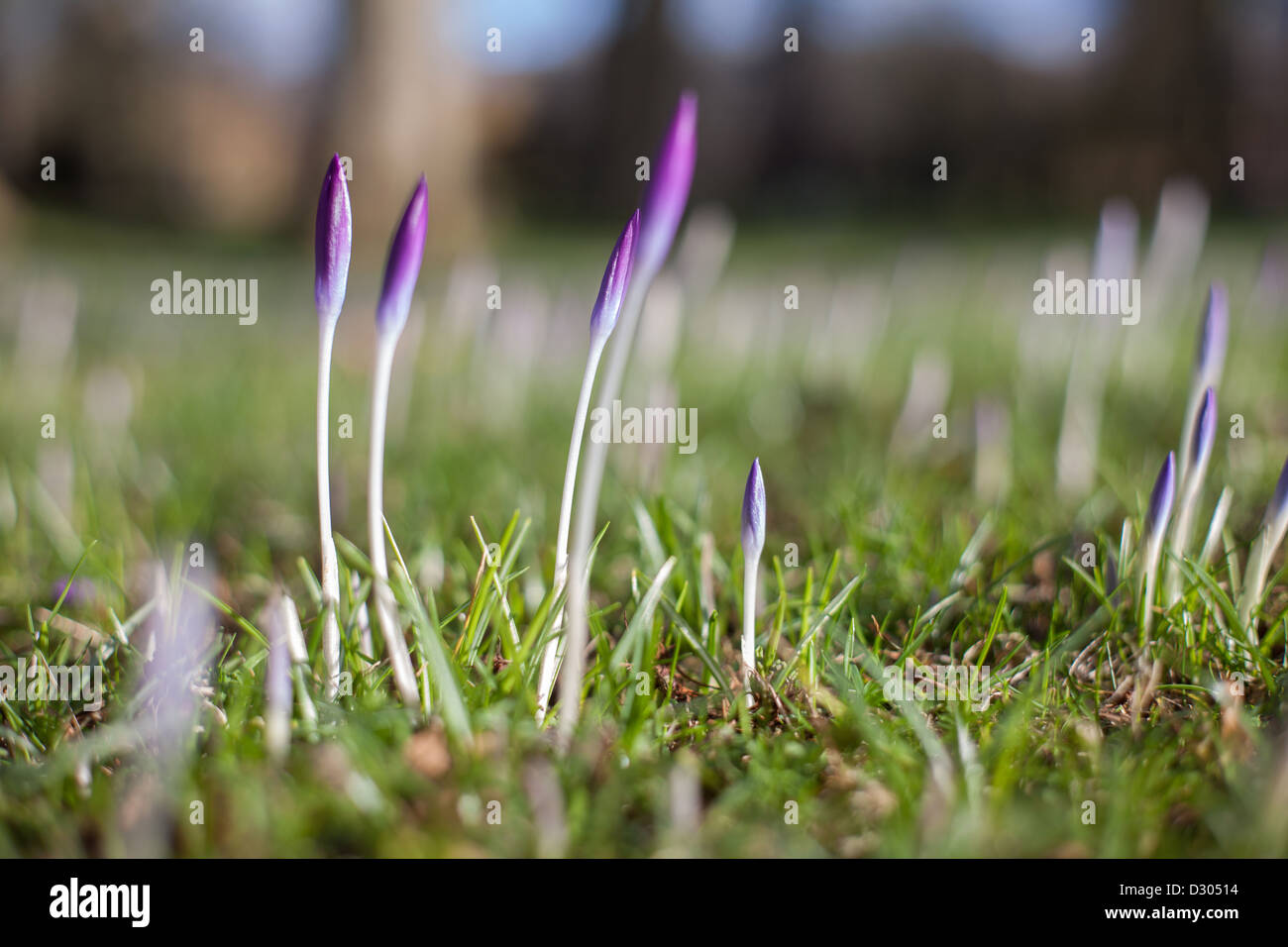 Crocus spikes Cambridge Backs, first signs of spring Stock Photo