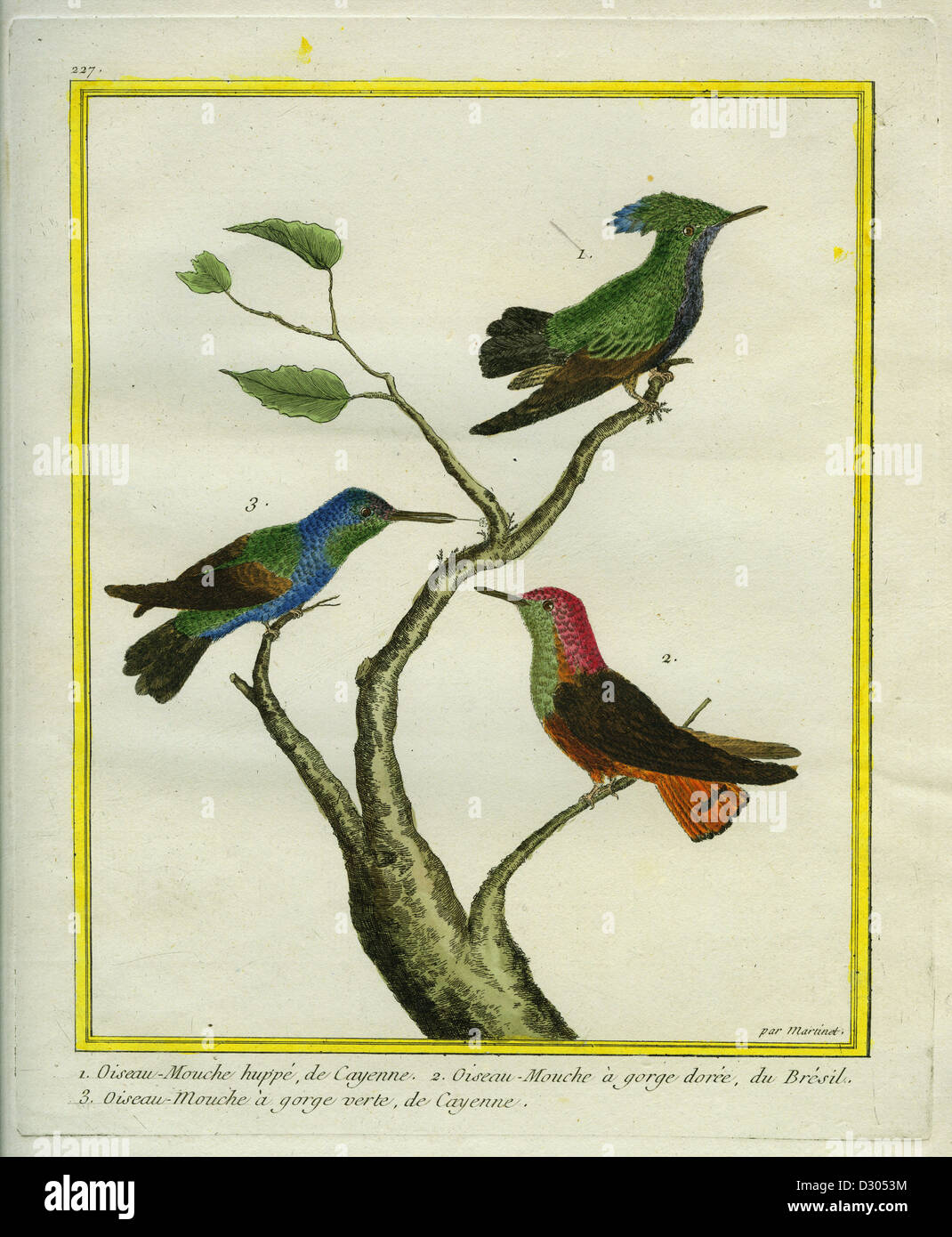 Antillean Crested Hummingbird, Golden-throated Hummingbird and Green-throated Carib Hummingbird Stock Photo