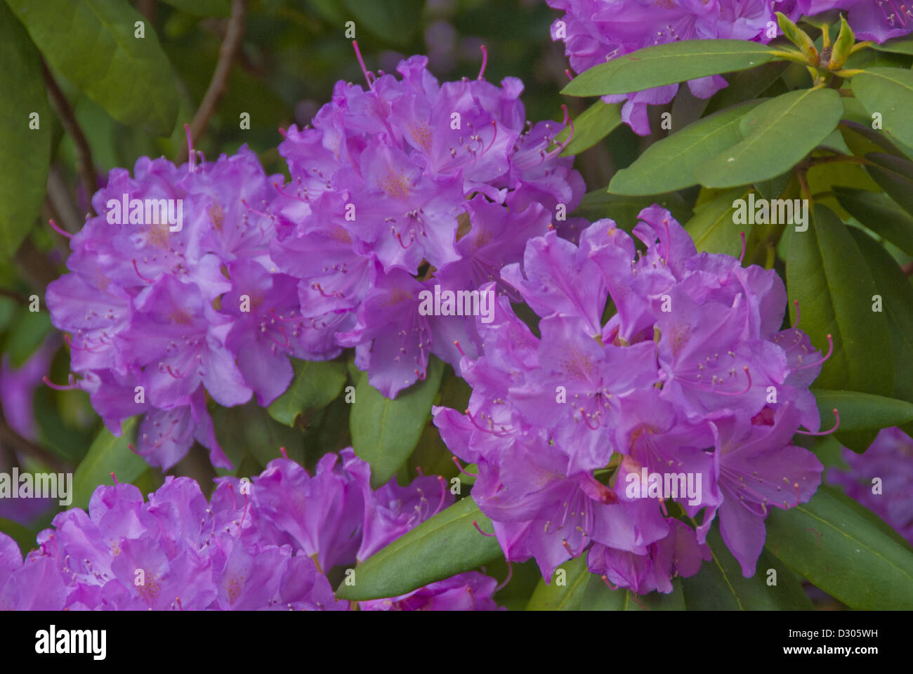 Rhododendron, Purpureum elegans, blooming in Spring, Asheville, North Carolina, USA Stock Photo