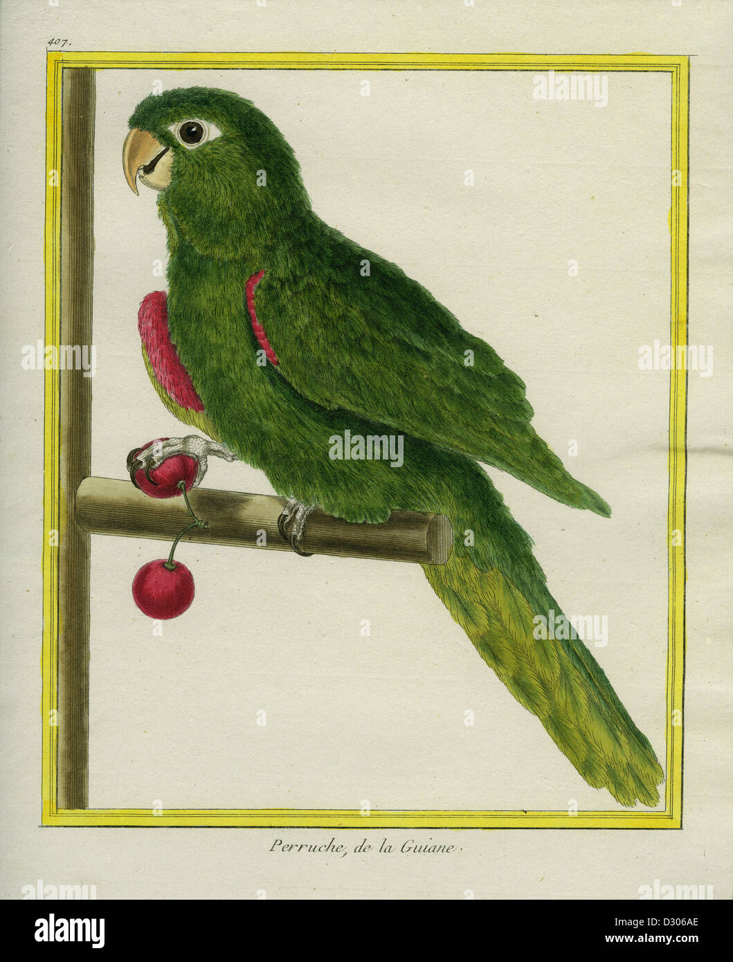 Scarlet-shouldered Parrotlet Stock Photo
