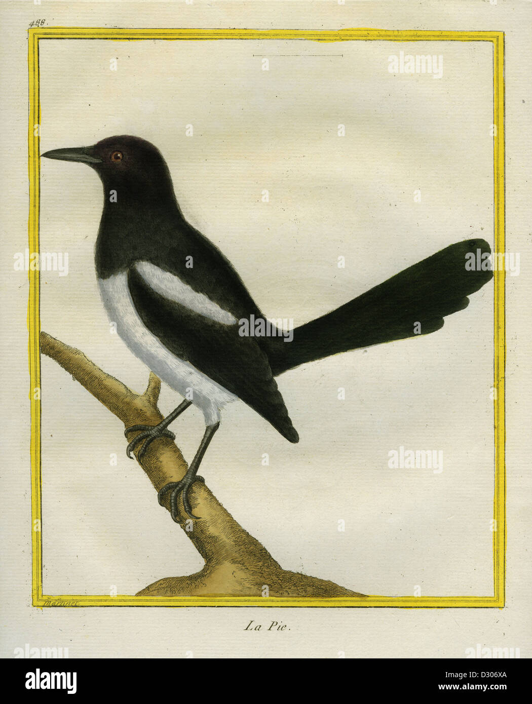 1770 1783 la pie hires stock photography and images Alamy