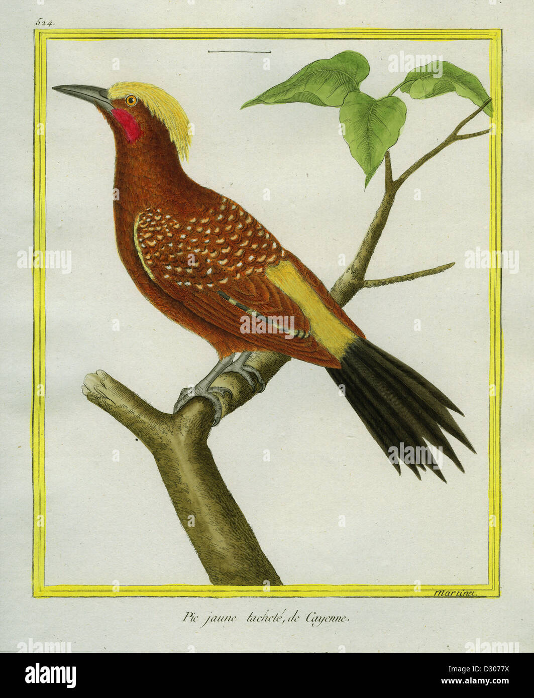 Chestnut Woodpecker Stock Photo
