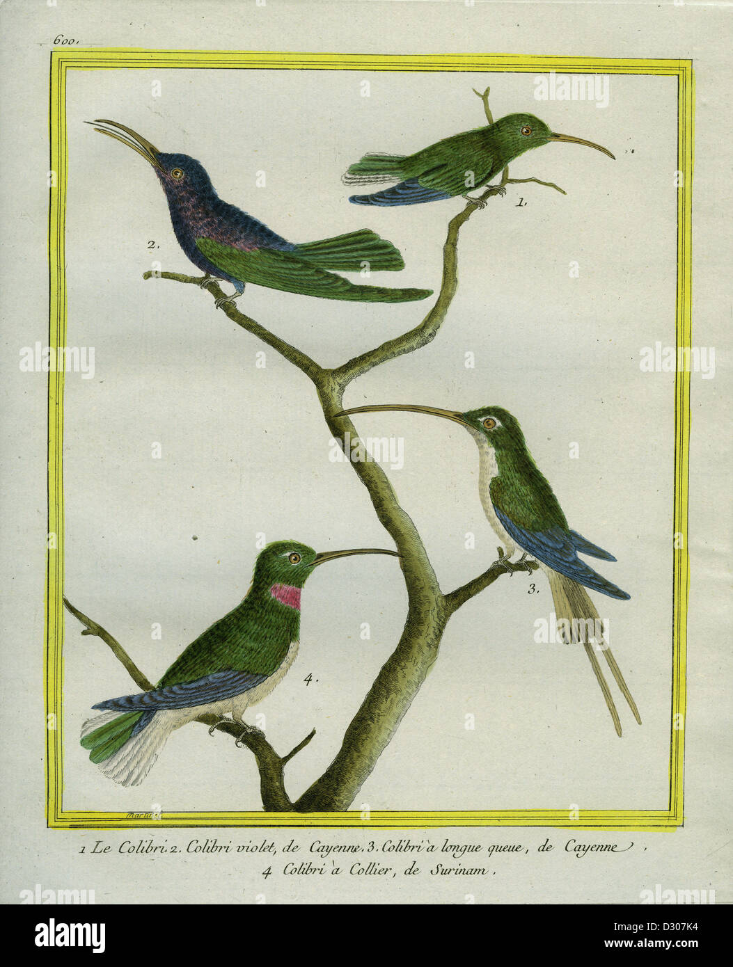 Hummingbird, Violet-headed Hummingbird, Long-tailed Sylph and Purple-collared Woodstar Stock Photo