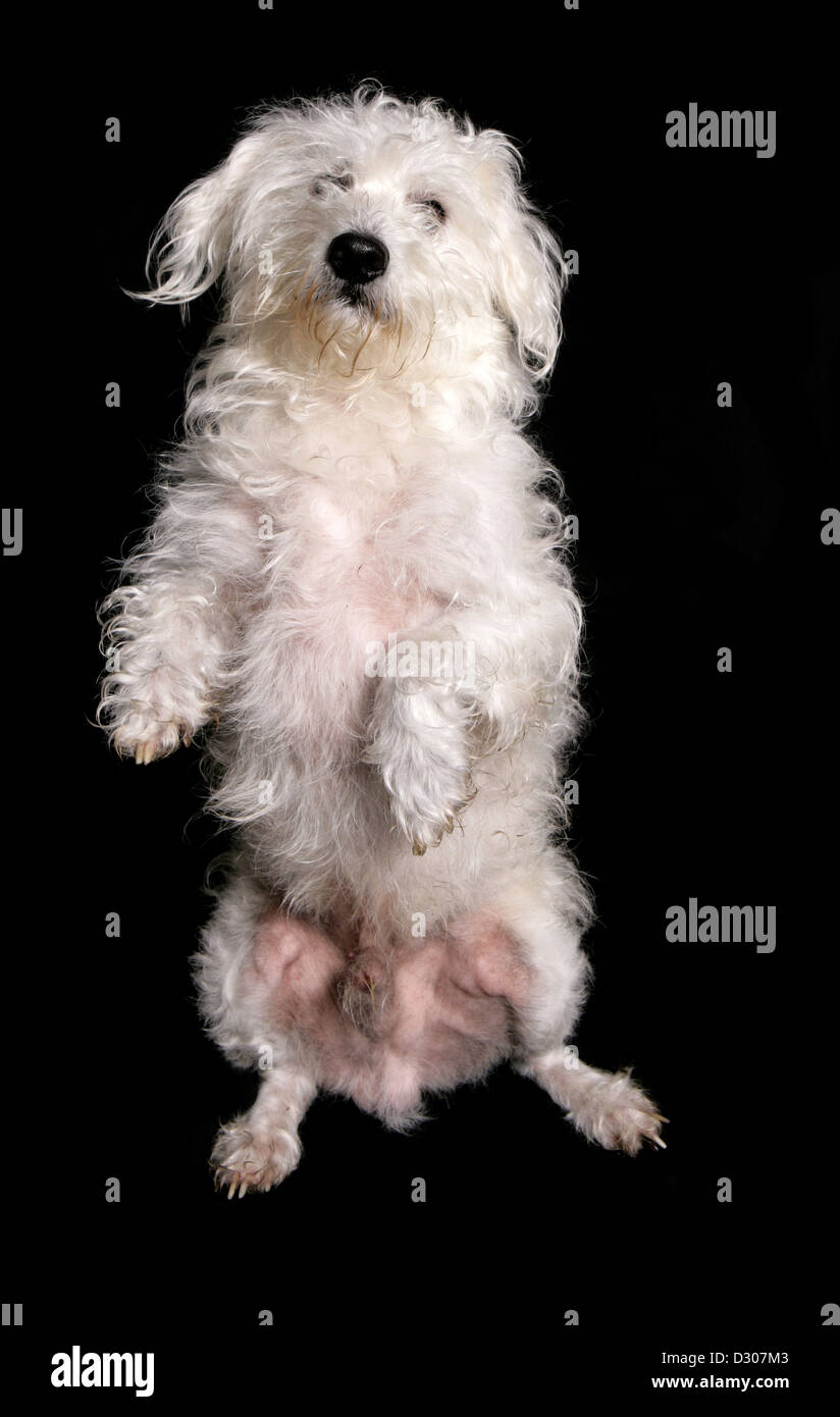Westiepoo dog studio cutout Stock Photo