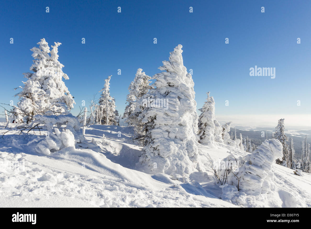 Forest in winter Stock Photo