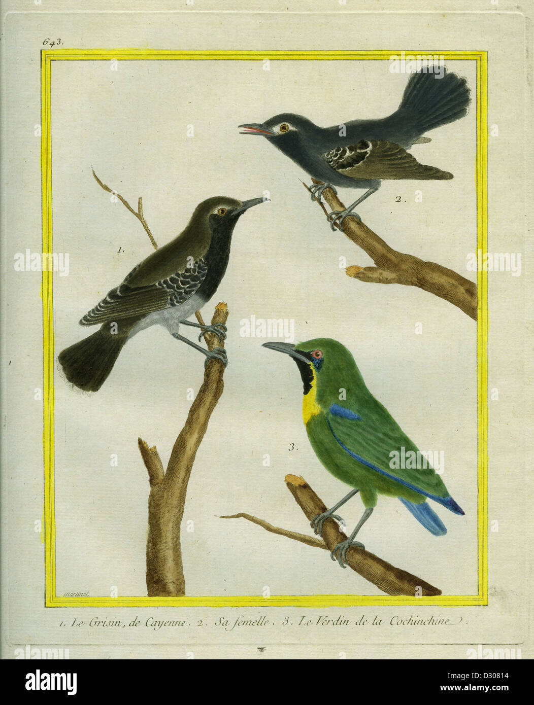 Male and Female Black-throated Antbird and le Verdin de la Cochinchine Stock Photo