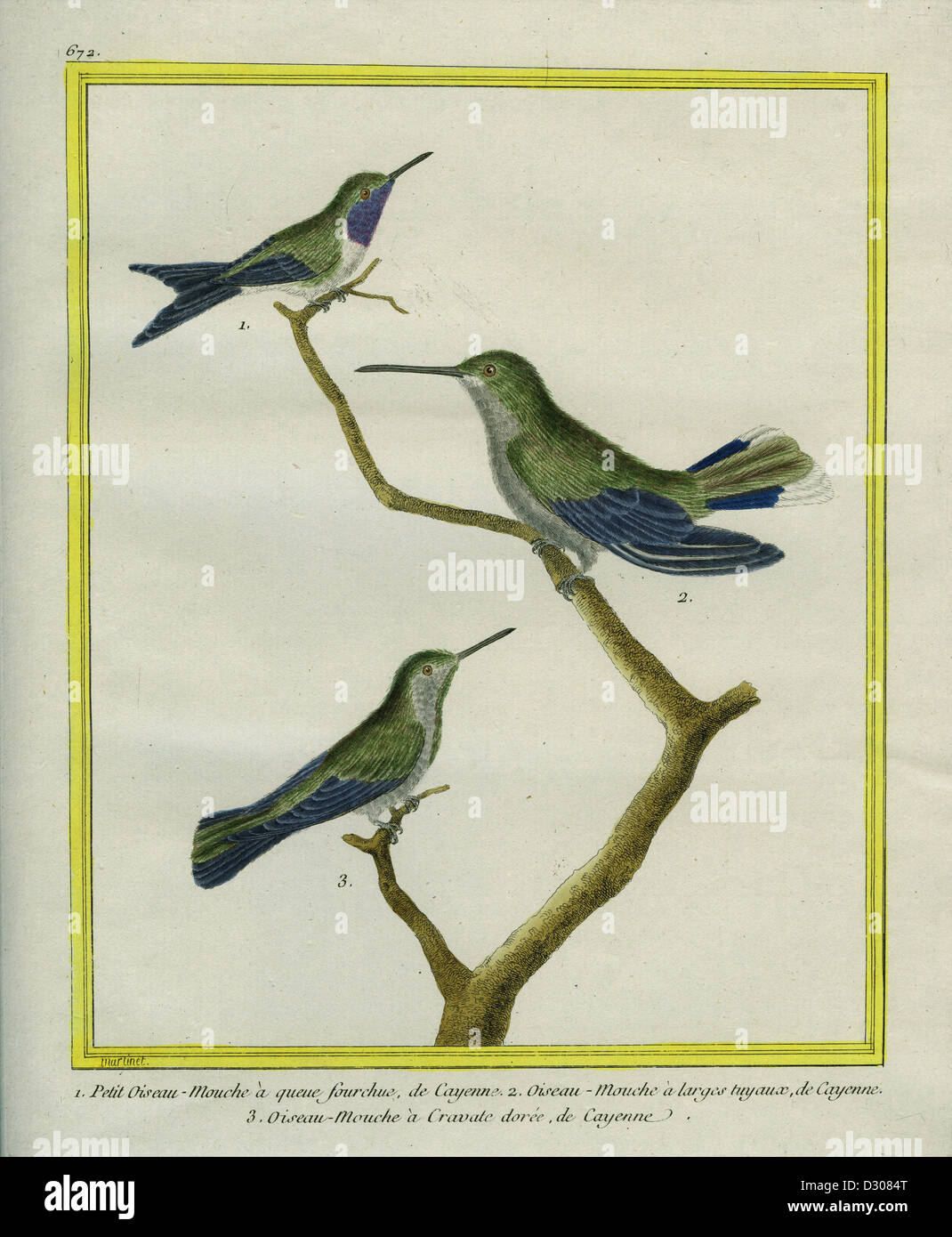 Cayenne Hummingbirds Stock Photo