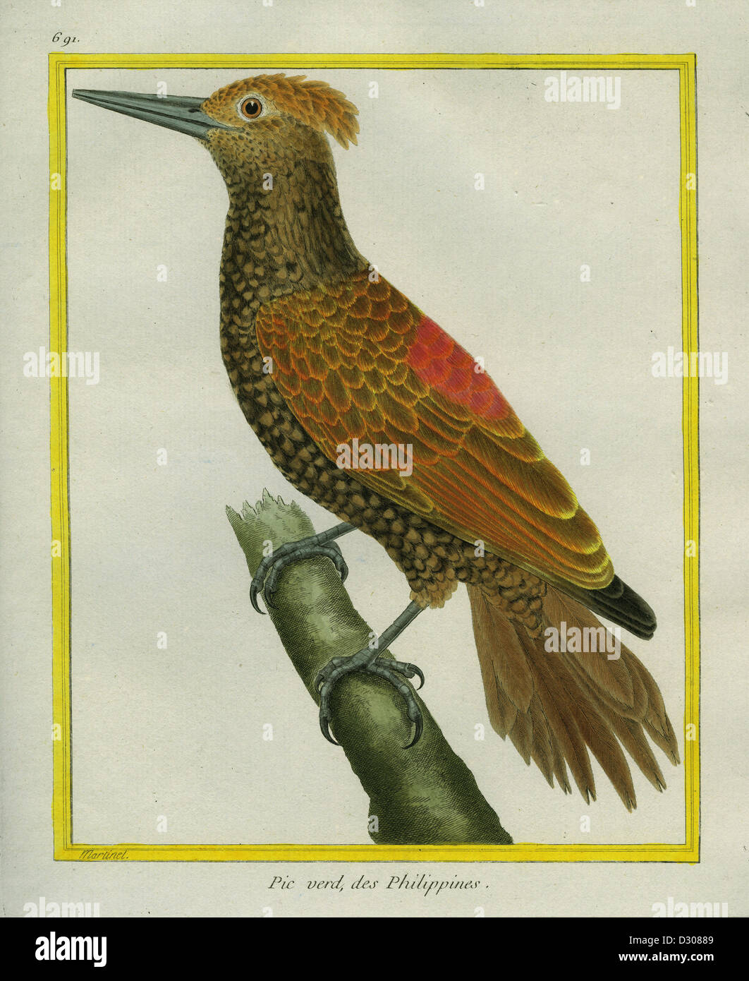 Crimson-backed Woodpecker Stock Photo
