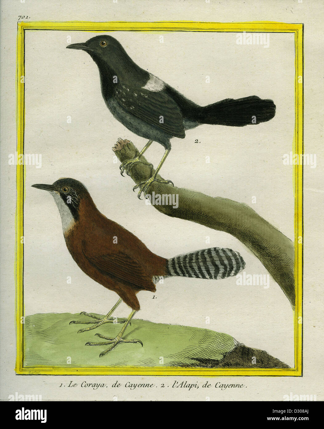 Coraya Wren and Black-throated Antbird Stock Photo