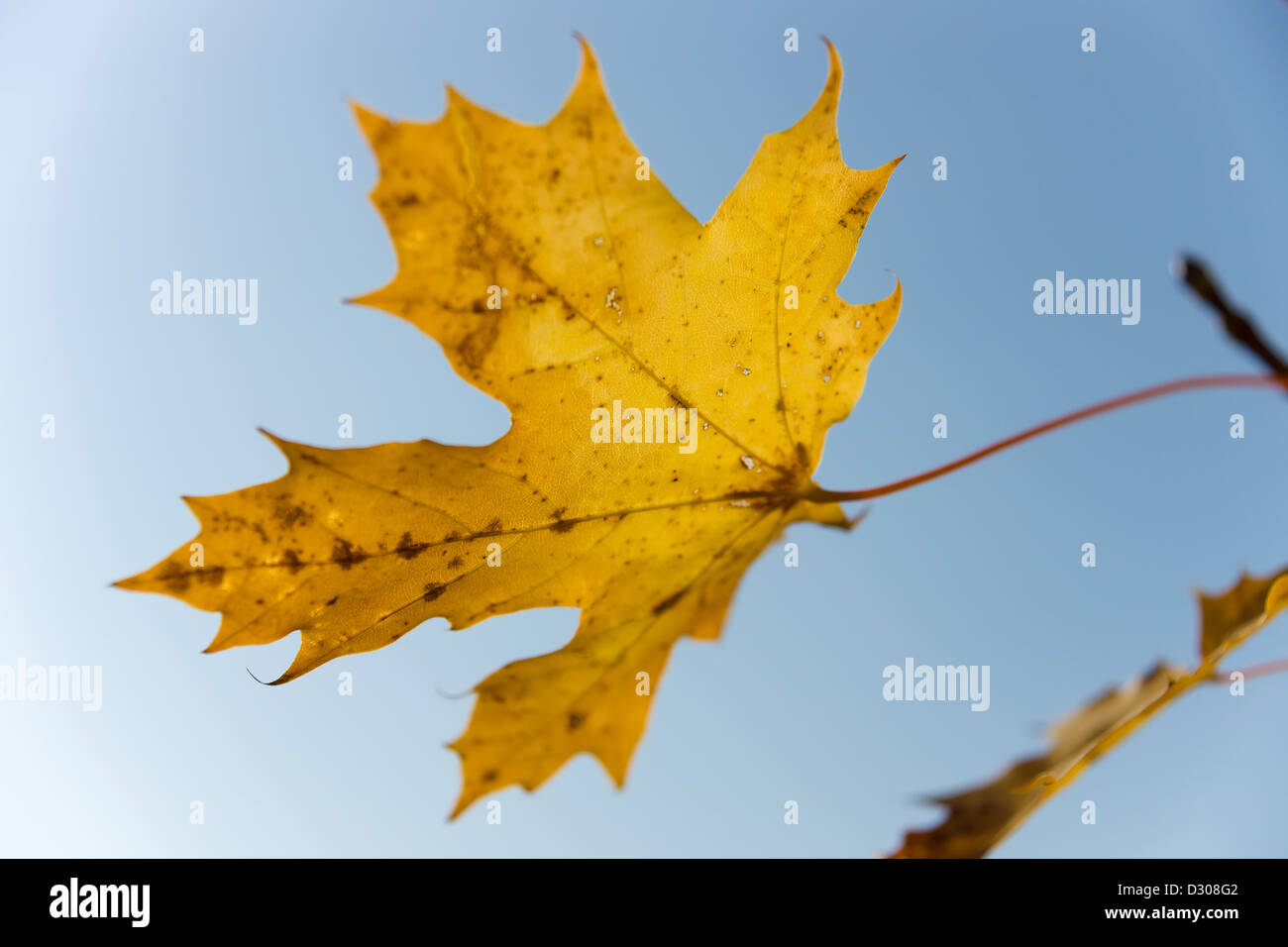 Yellowed maple leaves against the blue sky Stock Photo - Alamy