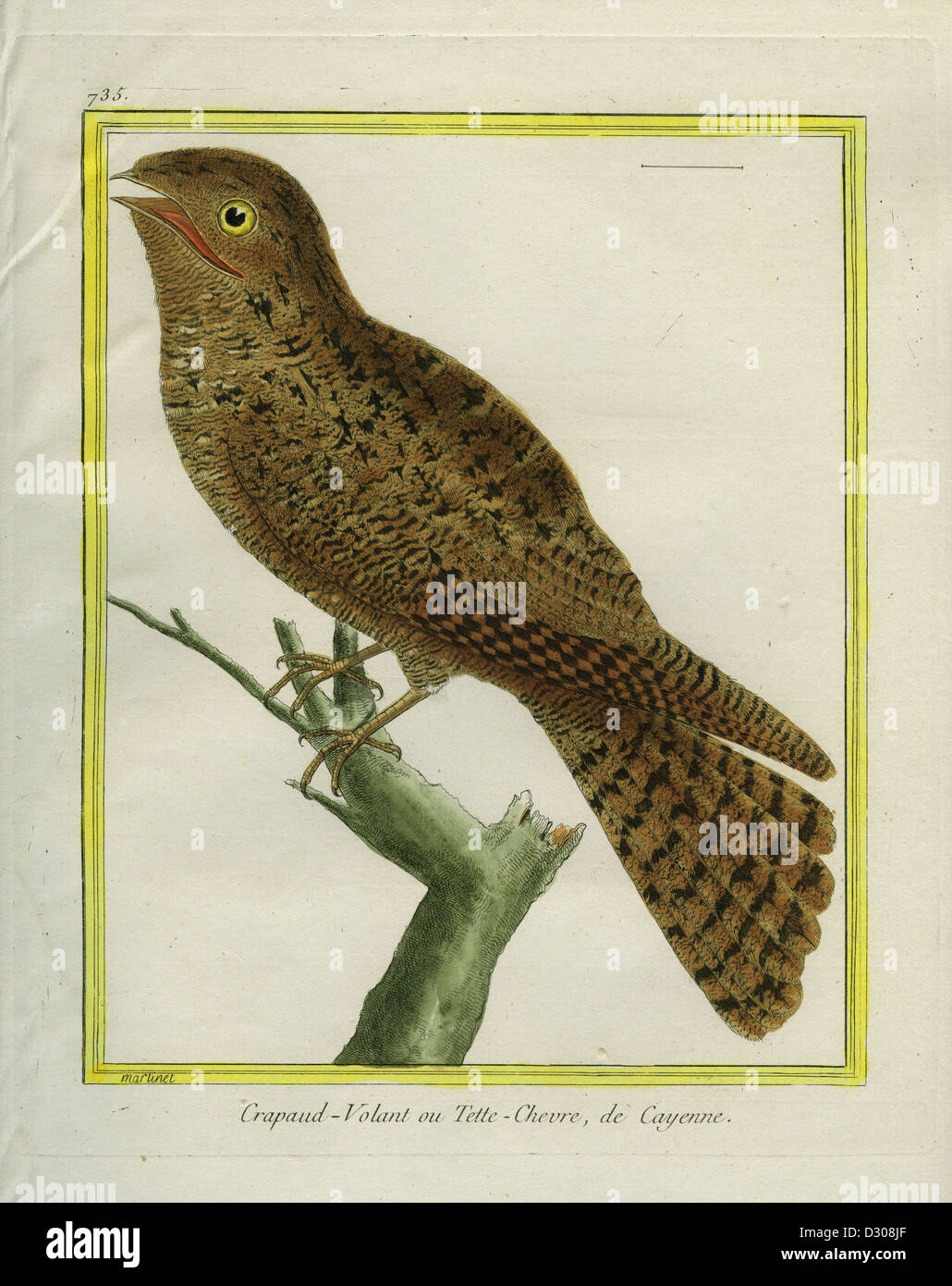 1770 1783 cayenne nightjar hires stock photography and images Alamy