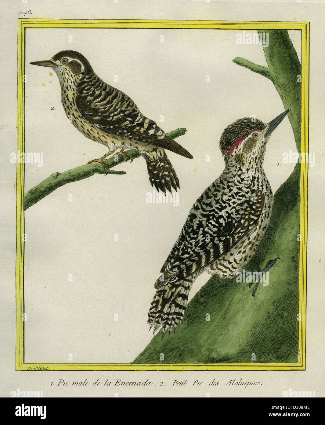 Male Hoffmann's Woodpecker and Sulawesi Pygmy Woodpecker Stock Photo