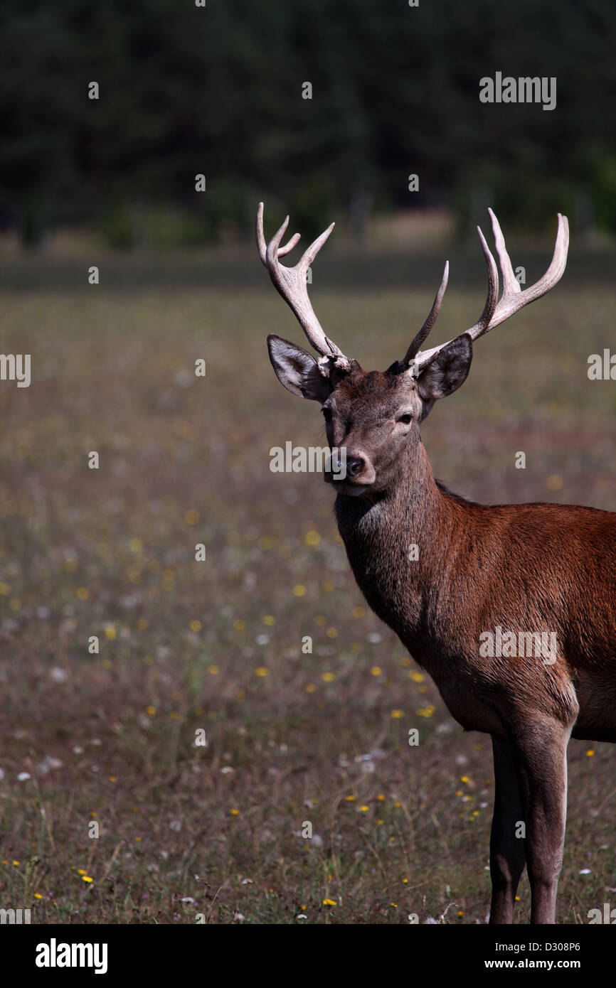 red deer Stock Photo