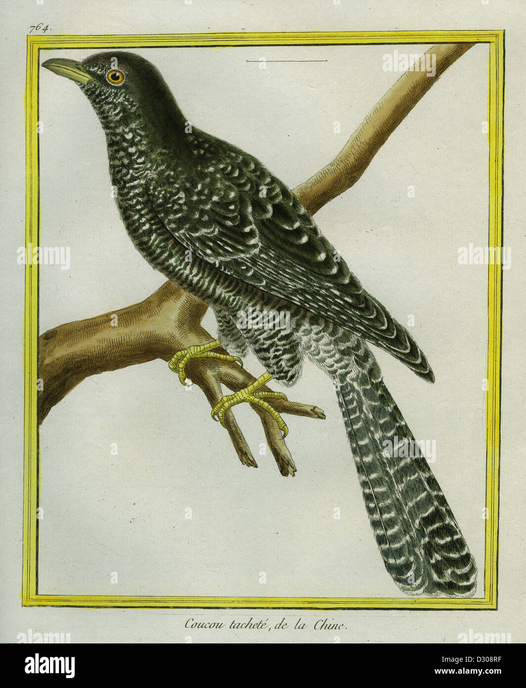 Indian Cuckoo Stock Photo