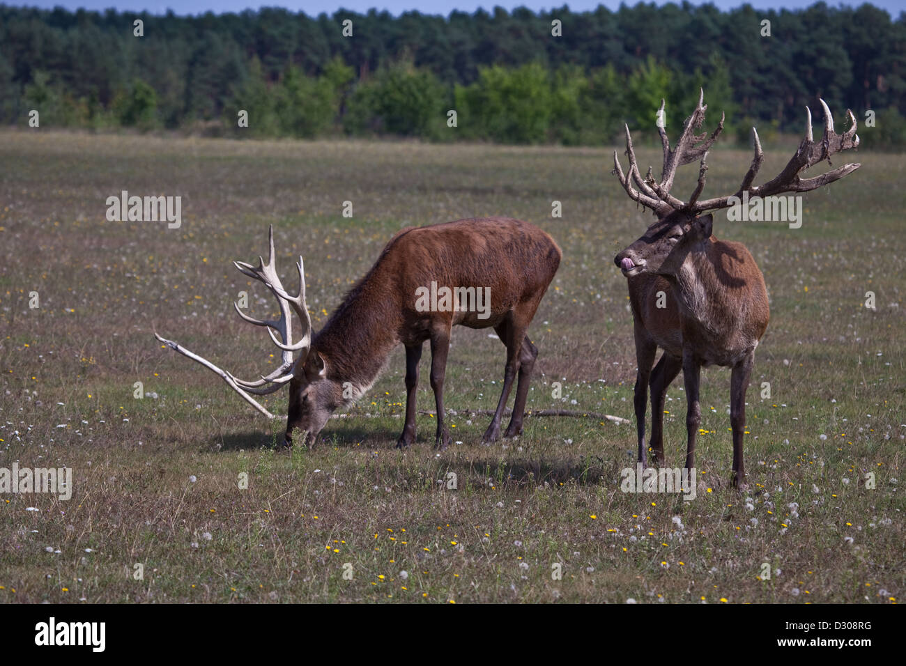 Zwei äsende Rothirsche / two Red deer Stock Photo