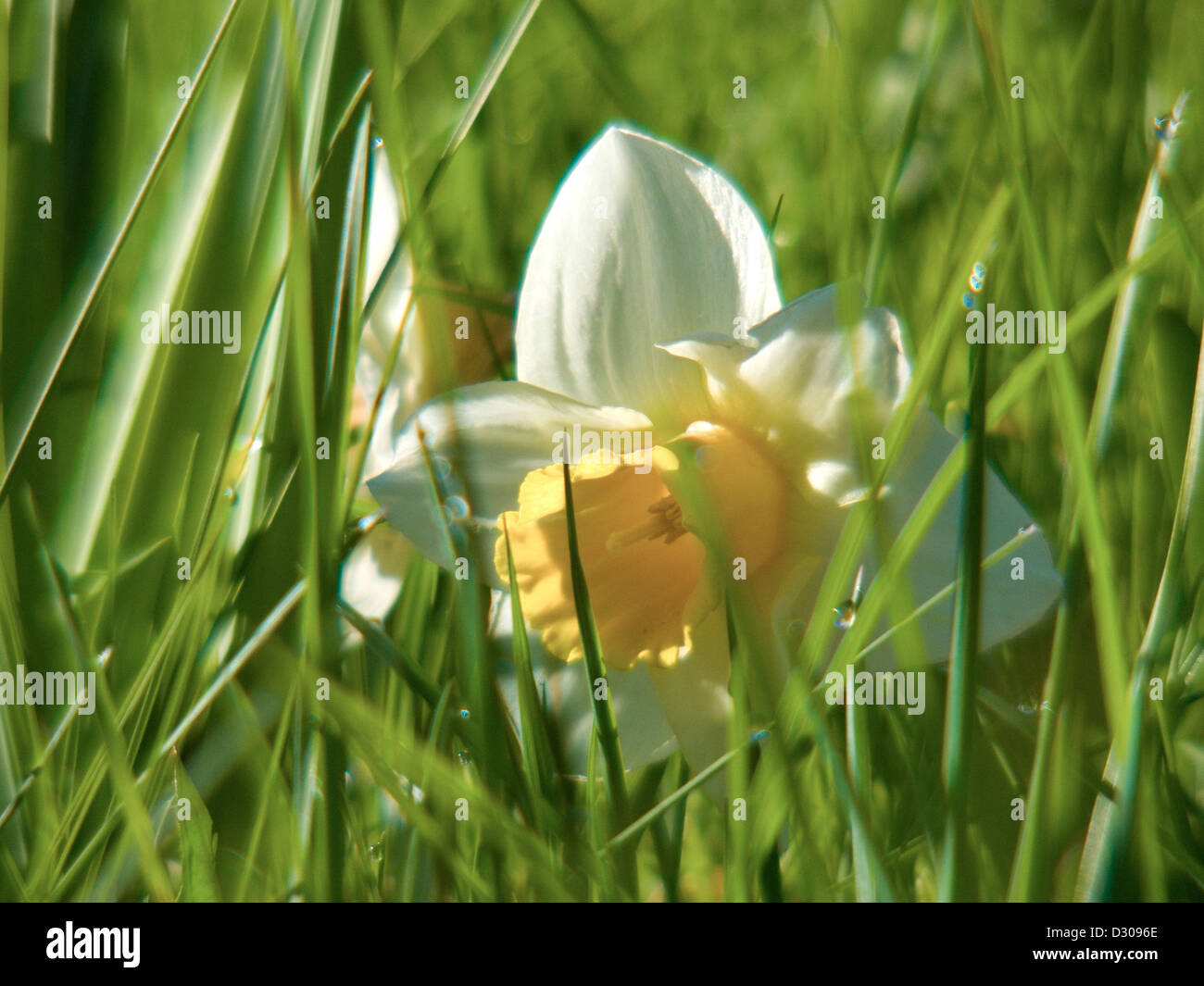 narcissus Stock Photo