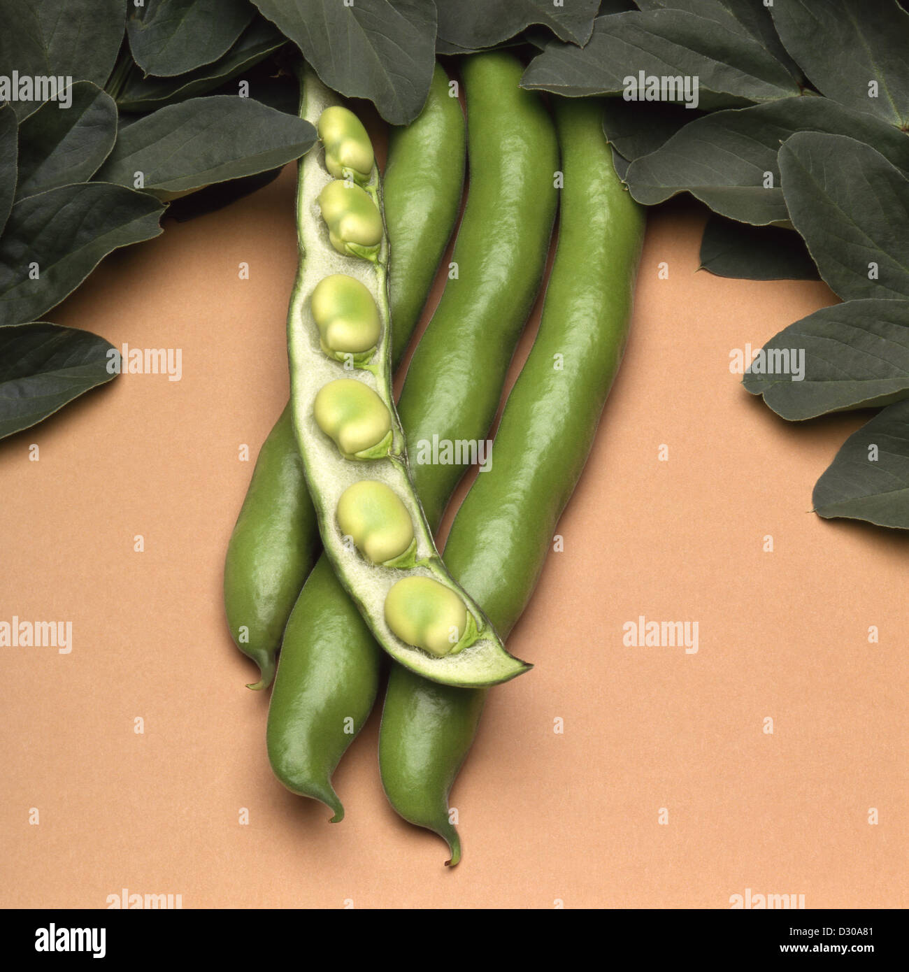 Broad beans bunyards exhibition hi-res stock photography and images - Alamy