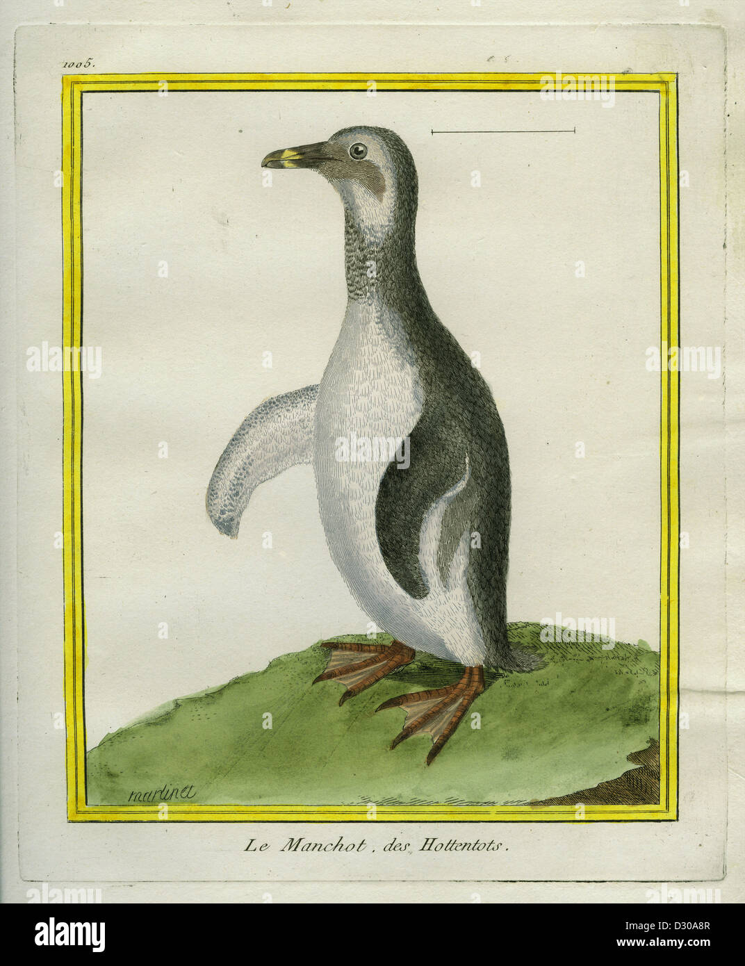 1770 1783 african penguin hi-res stock photography and images - Alamy