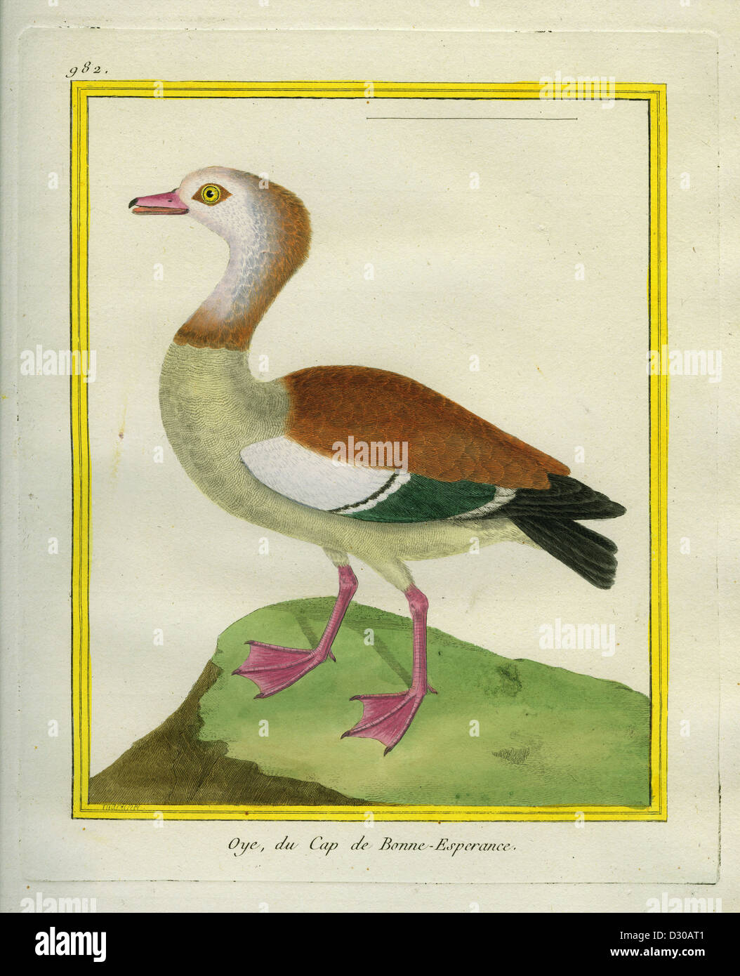 1770 1783 egyptian goose hi-res stock photography and images - Alamy