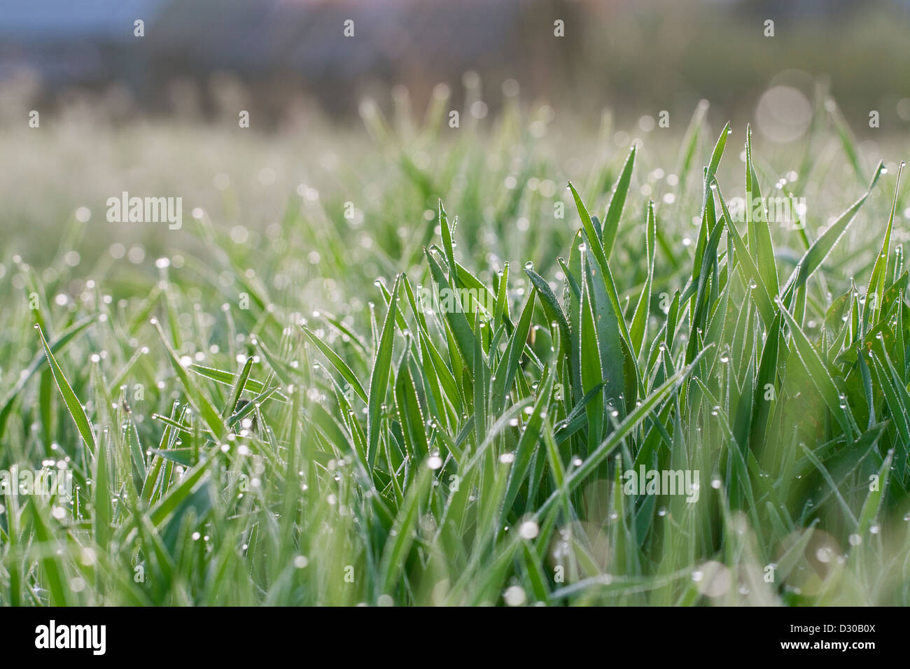 background from a green grass with water drops Stock Photo - Alamy
