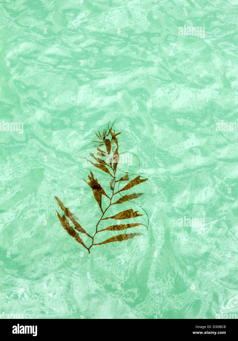 Floating Piece of Seaweed Kelp Stock Photo Alamy