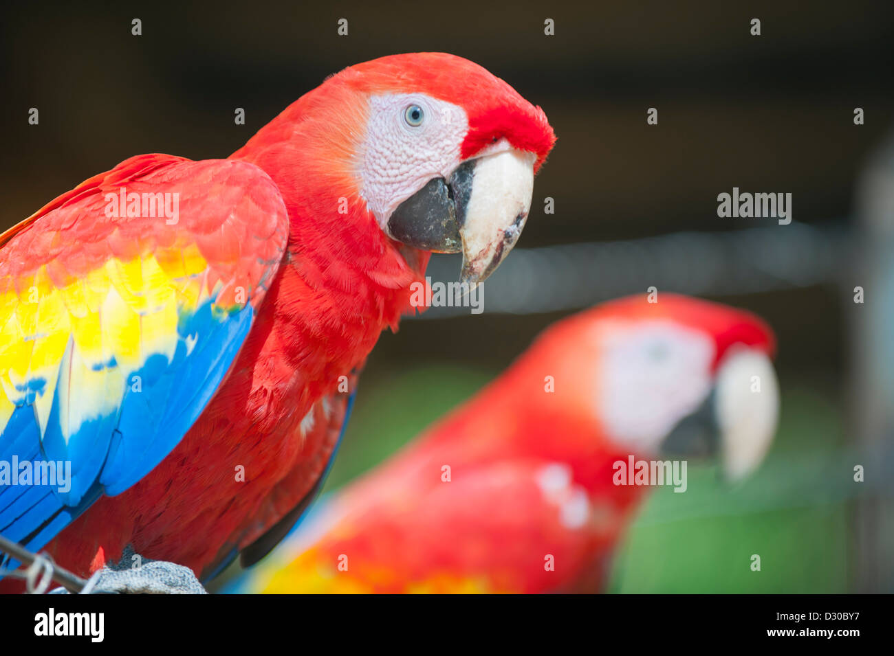 Scarlet Macaw (Ara macao), parrot at Mayan archeological site, Copan Ruins, Unesco World Heritage site, Honduras Central America Stock Photo
