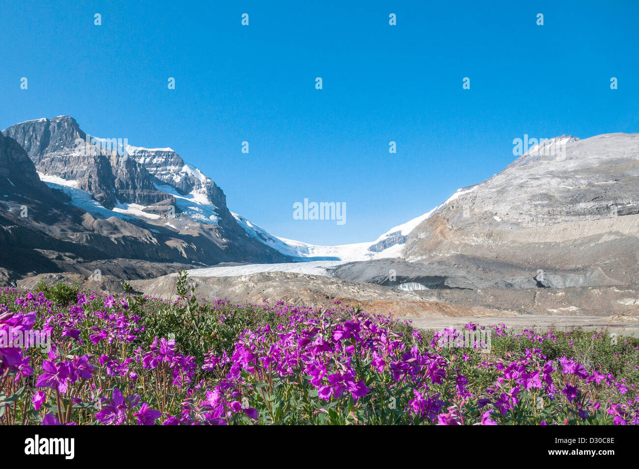 Glacier national park wildflowers hi-res stock photography and images ...