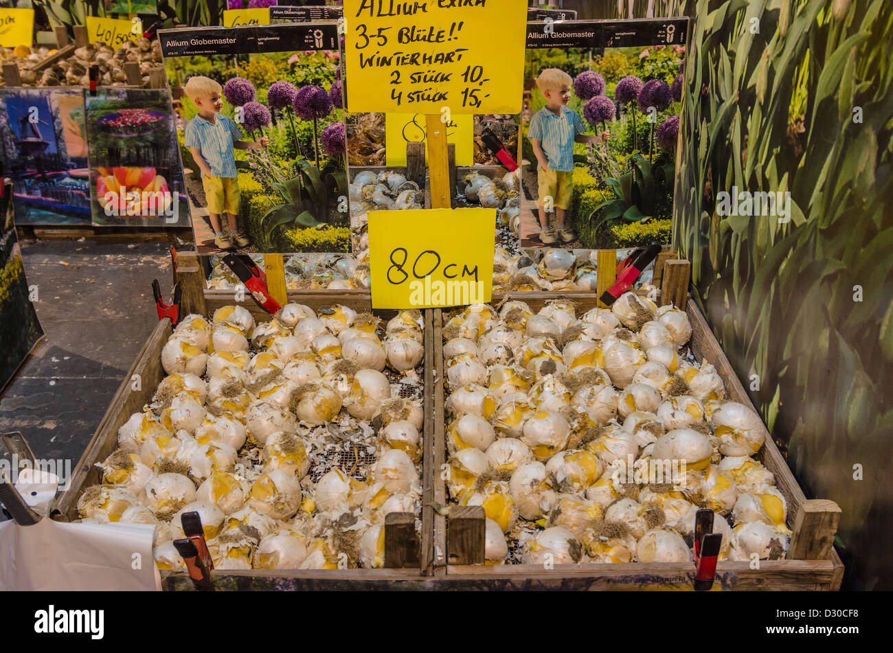 Flower bulbs for sale at "Green Week" in Berlin, Germany Stock Photo