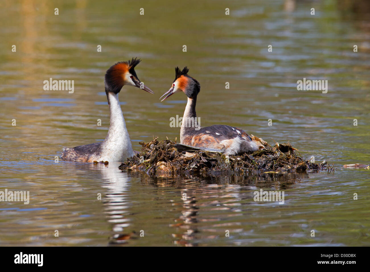 Great Crested Grebe (Podiceps cristatus) male visiting female breeding on nest in lake Stock Photo