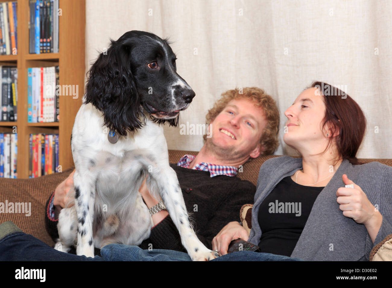 Everyday scene of two people sitting on a sofa smiling at an English Springer Spaniel pet dog sat on their lap in a living room at home England UK Stock Photo